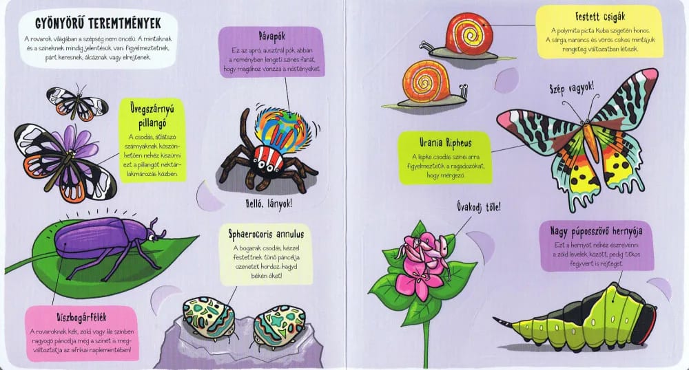 Kis felfedezők – Bogarak 3. kép