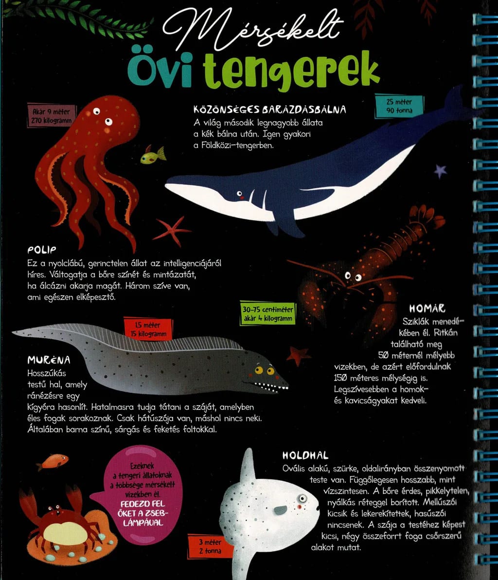 Csodalámpa – Tengeri állatok 4. kép